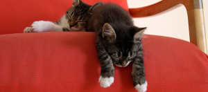 d'éveil pour petits chatons