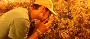 Comprendre les drogues illégales